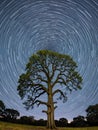 Star trail in the sky over an old oak tree Royalty Free Stock Photo