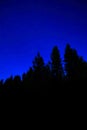 Star Trails in Forest of Pine Trees Wilderness Night Sky Royalty Free Stock Photo