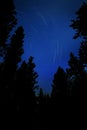 Star Trails in Forest of Pine Trees Wilderness Night Sky Royalty Free Stock Photo