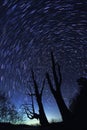 Star Trails(Husband and wife tree) Royalty Free Stock Photo