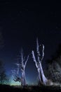 Star Trails(Husband and wife tree) Royalty Free Stock Photo