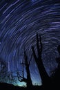 Star Trails(Husband and wife tree)