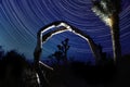 Star Trails in Joshua Tree National Park Royalty Free Stock Photo