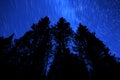 Star Trails in Night Sky of Pine Forest Wilderness Dark Light Royalty Free Stock Photo
