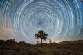 Star trails over a Joshua Tree Royalty Free Stock Photo