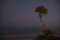 Star-Trails and a Palm Tree in Daytona Beach, Flordia Royalty Free Stock Photo