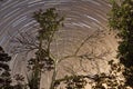 Star Trails Through the Trees - Everglades National Park