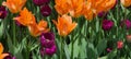 Star Tulips orange and purple Royalty Free Stock Photo