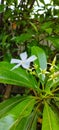 Star white flower part two