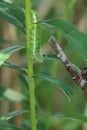 Star-wort Moth caterpillar crawling down