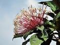 Starburst Bush (Clerodendrum quadriloculare) - cluster of flowers