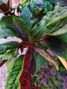 starburst bush This plant has green leaves and purplish brown behind it