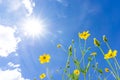 Starburst flowers. Low perspective. There are gods and blue sky,yellow Royalty Free Stock Photo
