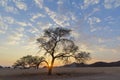 Starburst from rising sun behind camelthorn tree in Namib Desert Royalty Free Stock Photo