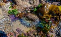 Starburst Sea Anemone Tide Pool Royalty Free Stock Photo