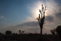 Starburst sunrays Barren Tree Silhouette Stone Hedge clouds Blue Sky Royalty Free Stock Photo