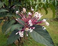 Close-up of Starbust Bush or Glorybower Flowers Royalty Free Stock Photo