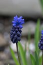 Common grape hyacint Muscari neglectum, dark-blue, urn-shaped flowers in close-up Royalty Free Stock Photo