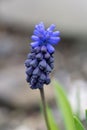 Common grape hyacint Muscari neglectum, dark-blue, urn-shaped flowers Royalty Free Stock Photo