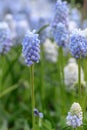 Starch Grape hyacinth Muscari neglectum Babyâs Breath, light blue flower