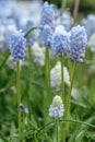 Starch Grape hyacinth Muscari neglectum Babyâs Breath, light blue flowers