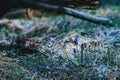 Starch grape hyacinth Muscari neglectum flower at Divcibare, Serbia