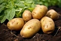Starchy Ripe potatoes fresh. Generate Ai