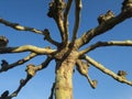 Stardom: knotted tree against a bright blue sky