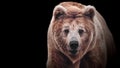 Stare of a brown bear female, isolated on white background. Macro face portrait of the most mighty beast of the world Royalty Free Stock Photo