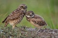 Pair of a Burrowing Owl in Florida