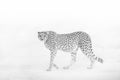 Stare down of a cheetah, Etosha National Park, Namibia Royalty Free Stock Photo