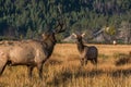 Stare-down Between a Large Bull Elk with a Half Rack and a Young Calf in a Mountain Meadow Royalty Free Stock Photo