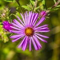 Stare At This Flower Head Royalty Free Stock Photo