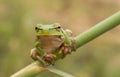 Stare of tree frog Royalty Free Stock Photo