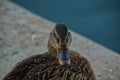 Staredown with a local duck near a pond Royalty Free Stock Photo