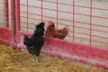 Chicken Staredown Royalty Free Stock Photo