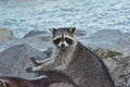 Staredown with a sow coon Royalty Free Stock Photo