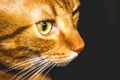 Orange cat with a meaninful stare Royalty Free Stock Photo