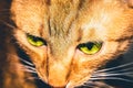 Orange cat with a meaninful stare Royalty Free Stock Photo