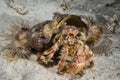 Stareye hermit crab crawling in Derawan, Kalimantan, Indonesia underwater photo Royalty Free Stock Photo