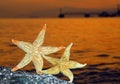 Starfish Royalty Free Stock Photo