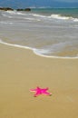 Starfish Royalty Free Stock Photo