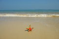 Starfish Royalty Free Stock Photo