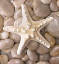 Starfish Royalty Free Stock Photo