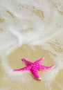 Starfish Royalty Free Stock Photo