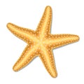 Starfish Royalty Free Stock Photo