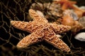 Starfish Royalty Free Stock Photo