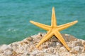 Starfish Royalty Free Stock Photo