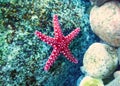 Starfish Royalty Free Stock Photo