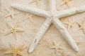 Starfish Royalty Free Stock Photo